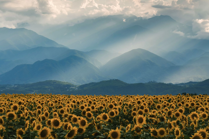 [Summer Trip] 10 สถานที่แนะนำช่วงฤดูร้อน ในเมืองโฮคุโตะ จังหวัดยามานาชิ
