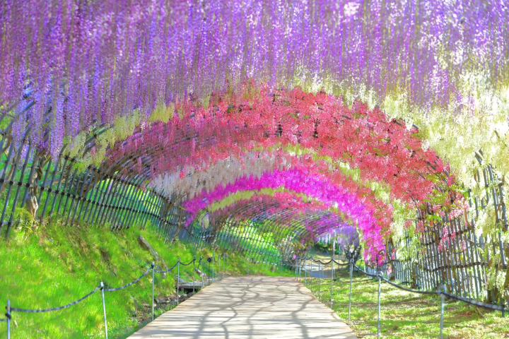河內藤園