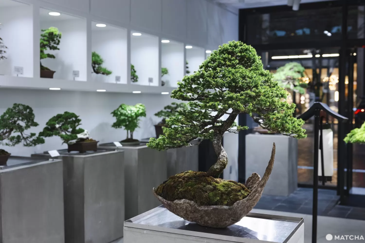 TRADMAN'S Bonsai