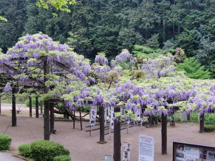 【京都京都府福知山市】壯麗景色!大江山山脈雲海與伊勢三神社 | 如何遊覽鬼之傳說之村