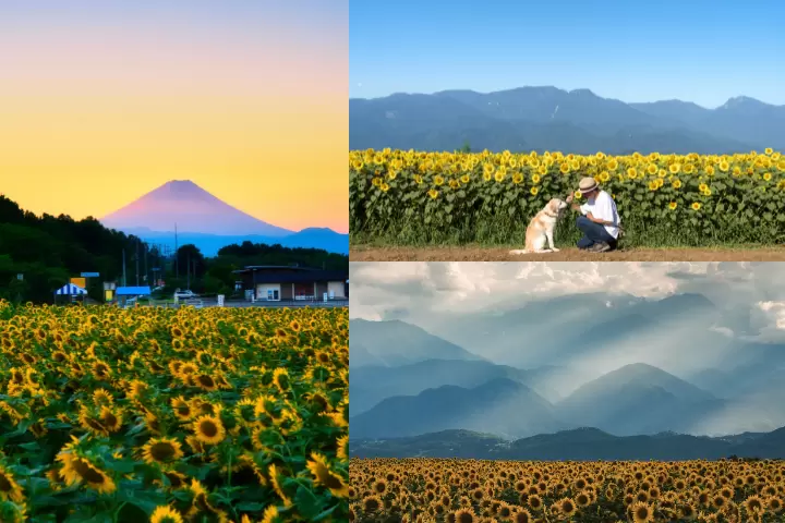 左圖：富士山和太陽無限；右上圖和右下圖：南阿爾卑斯和混合型 