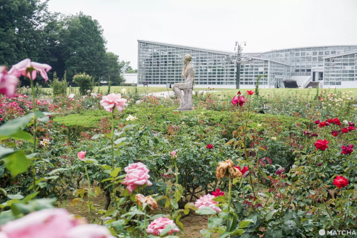 神代植物公園的「鎮園之寶」就是這個玫瑰園。在 2009 年曾榮獲「世界玫瑰大賽」的「優秀庭園獎」