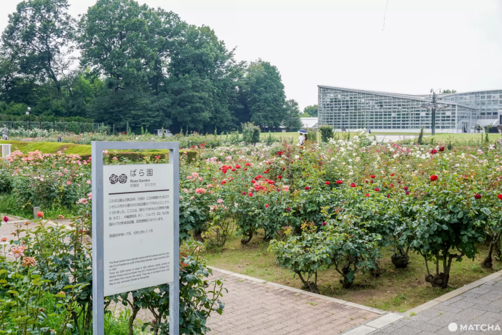 每天被細心照護的神代植物公園 玫瑰園