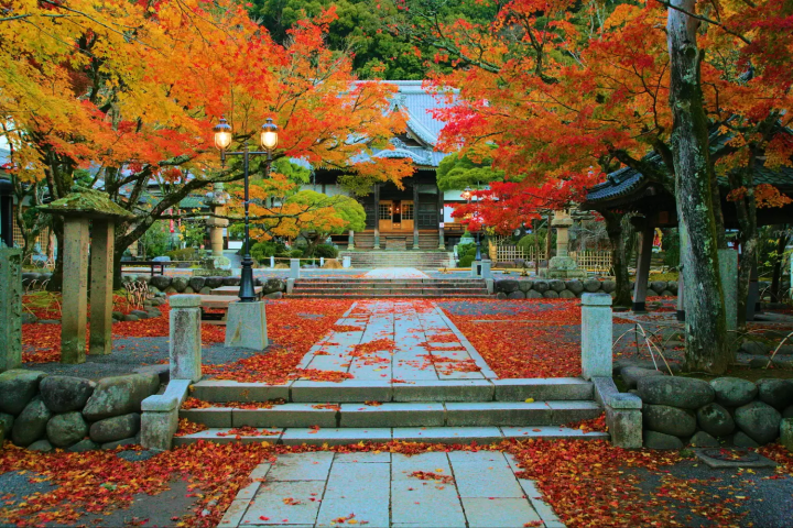 伊豆市の紅葉特集〜こころがほどける、伊豆の秋色〜