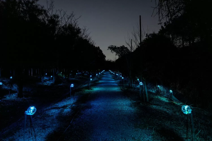 Botanical Intelligence: Moon Edition