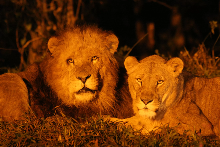 Enjoy animal observation on a cool evening at "Fuji Safari Park Night Safari 2026".