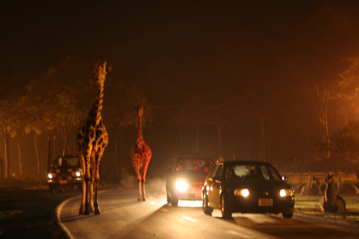 Enjoy animal observation on a cool evening at "Fuji Safari Park Night Safari 2026".