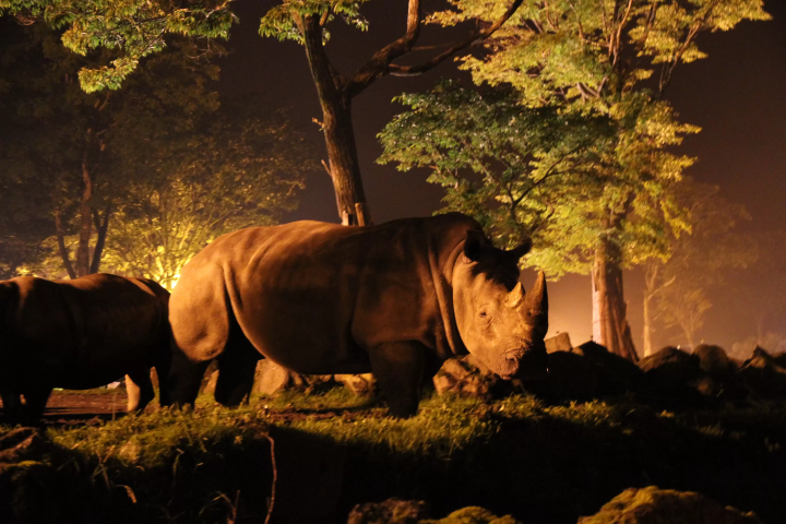 Enjoy animal observation on a cool evening at "Fuji Safari Park Night Safari 2026".
