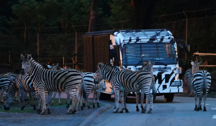 Enjoy animal observation on a cool evening at "Fuji Safari Park Night Safari 2026".