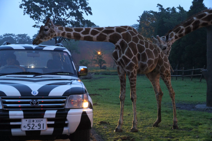 Enjoy animal observation on a cool evening at "Fuji Safari Park Night Safari 2026".