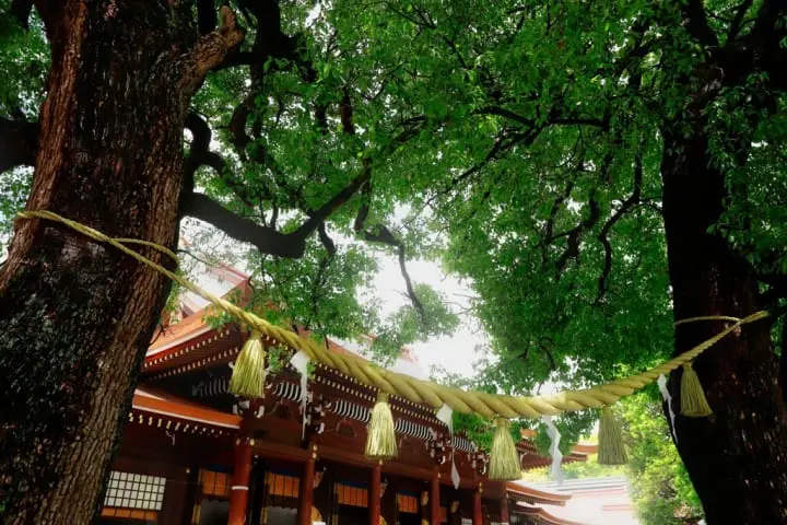 神木夫婦楠