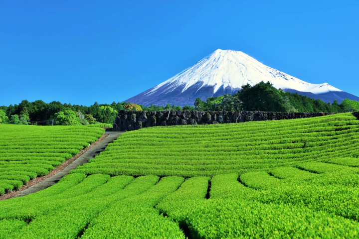 富士山和稻田
