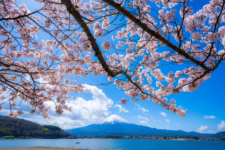 櫻花和富士山同框美景