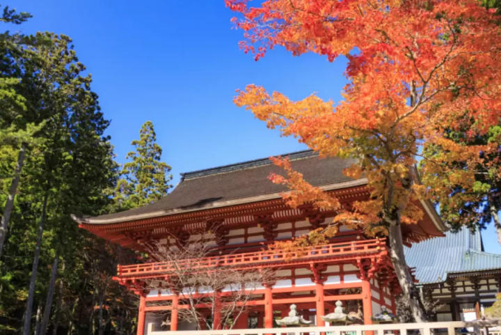 【2026】高野山紅葉最佳觀賞期是什麼時候？推薦亮點與交通攻略全解析！