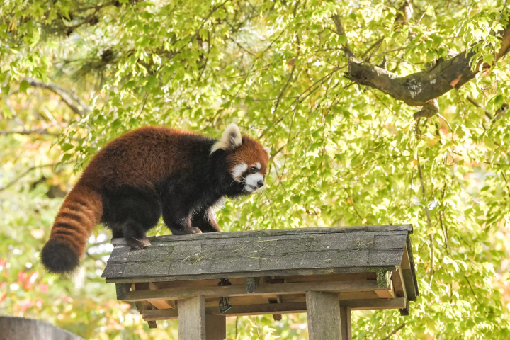八木山動物公園FUJISAKI之杜｜