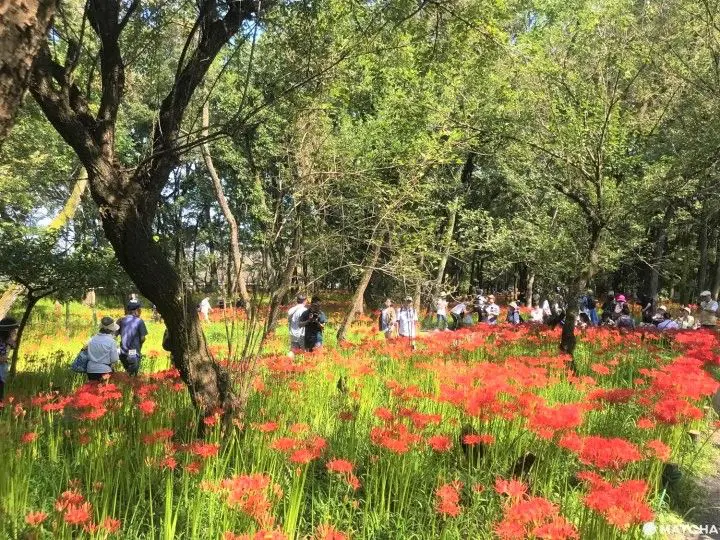 Kinchakuda Red Spider Lily Festival