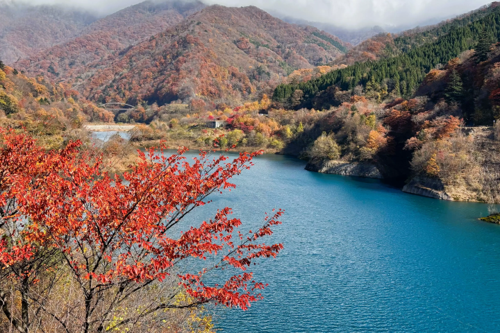 [Gunma, Nakanojo] Shima Blue and the hidden autumn scenery! A tour of spectacular autumn foliage spots
