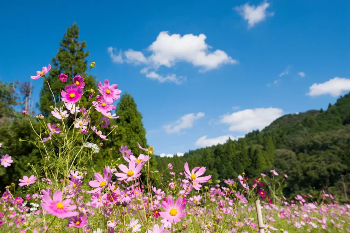 Toyono Cosmos Flower Festival