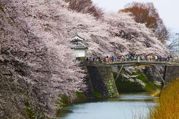 Yamagata Sakura