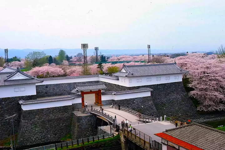 Yamagata Sakura