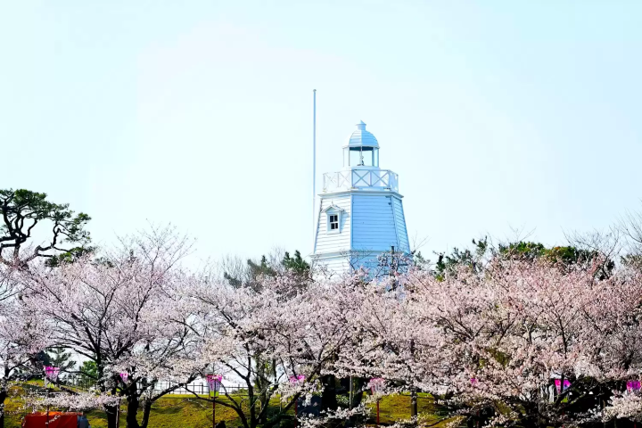 Where to See Cherry Blossoms in Yamagata: 10 Top Spots