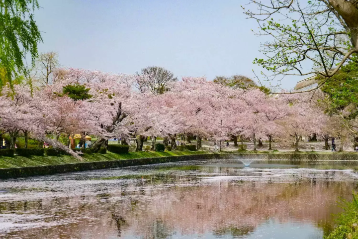 Yamagata Sakura
