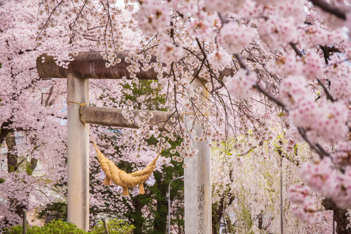 Yamagata Sakura