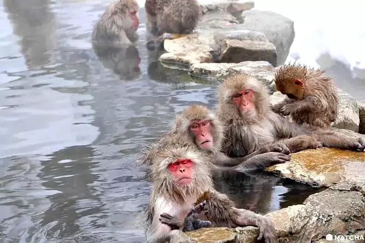 Jigokudani Monkey Park: Access and Nearby Nagano Attractions