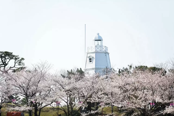 Yamagata Cherry Blossoms: 10 Beautiful Locations