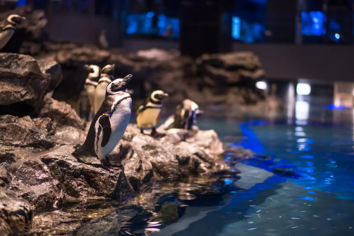 晴空塔親子行程推薦「墨田水族館」