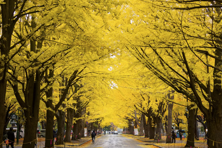 北海道大學 銀杏