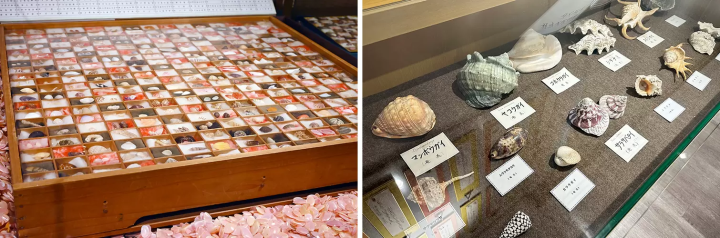 東義街道路邊站的展廳裡陳列著從世界各地收集的眾多貝殼,其中包括在增浦海灘被沖上岸的 300 種小型貝殼。