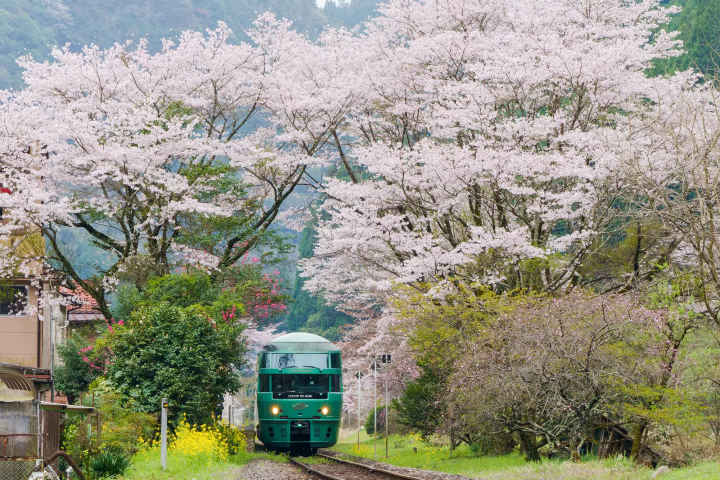 由布院之森 櫻花季
