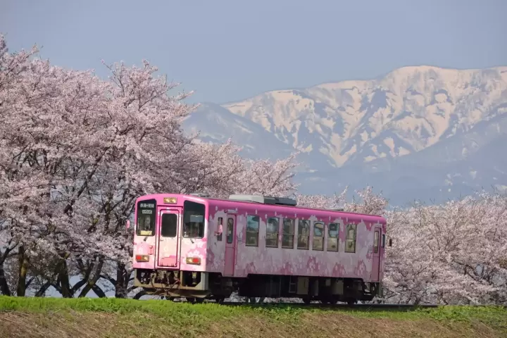 【山形】載著日常與絕景的「Flower長井線」！最可愛的兔子站長與百花相伴旅客