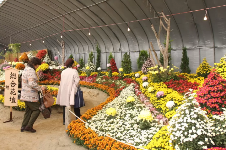帶廣菊花祭