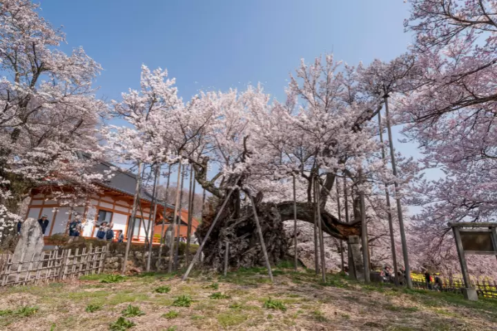 山高神代桜(北杜市武川町 実相寺)