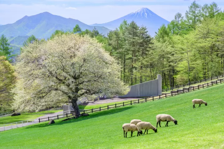 新緑のまきばに映える白い花を咲かせるヤマナシの木と富士山(山梨県立まきば公園)