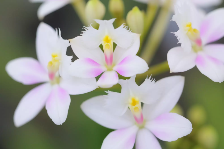 Bios之丘 秋季蘭花祭