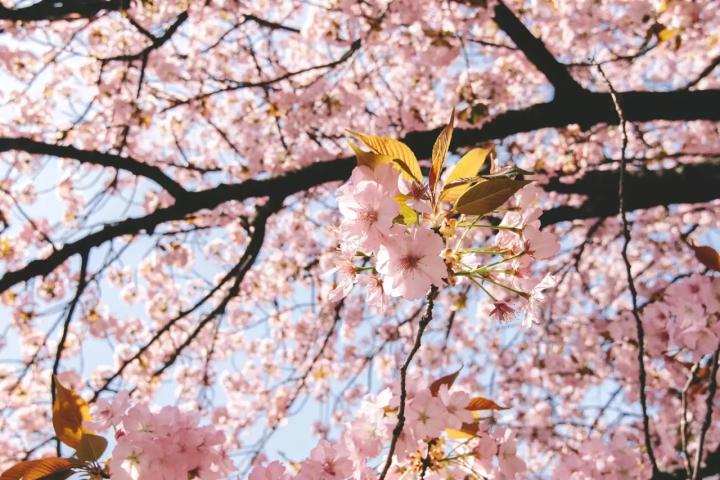 Chiba Weather: Monthly Temperatures and What to Wear