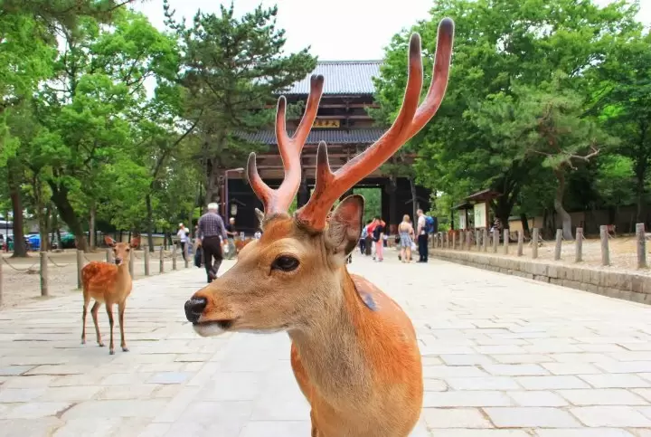 Nara deer