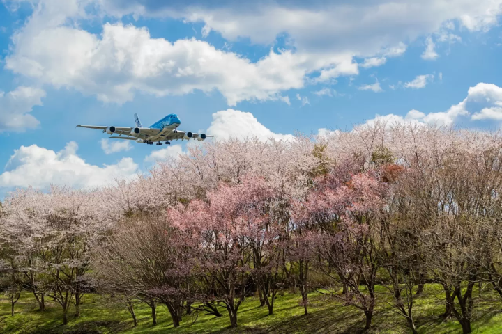 Chiba Cherry Blossoms: 10 Best Spots to Visit