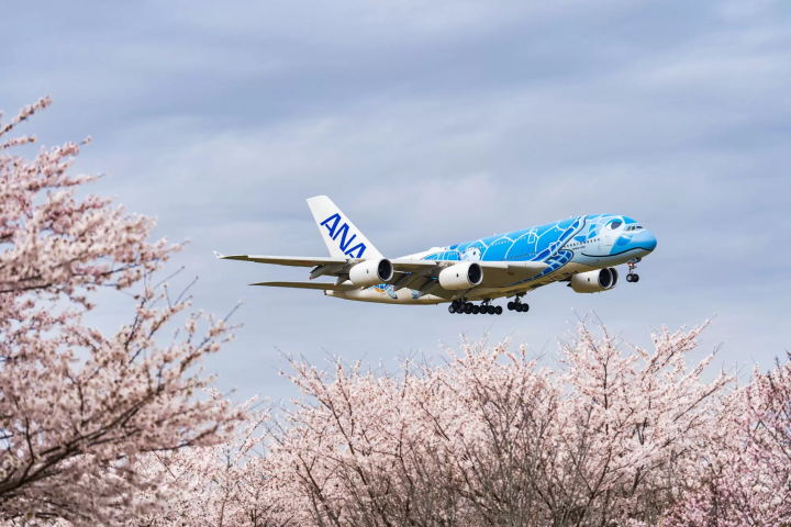 Chiba Cherry Blossoms: 10 Best Spots to Visit