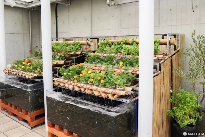 自己種的蔬菜、香草，直接在館內餐廳吃得到