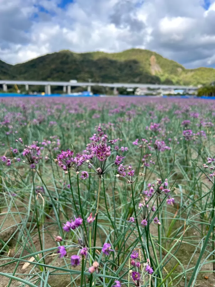 【德島鳴門市德島縣】盡情享受秋天的美景吧！