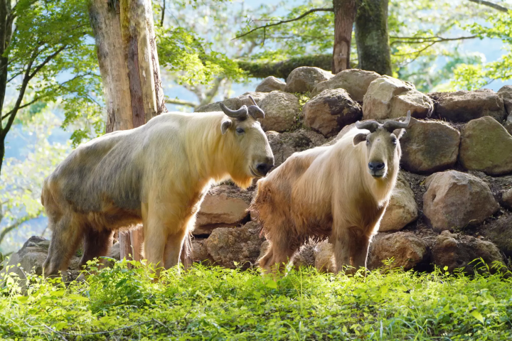 一隻金羚牛加入了富士野生動物園大家庭！