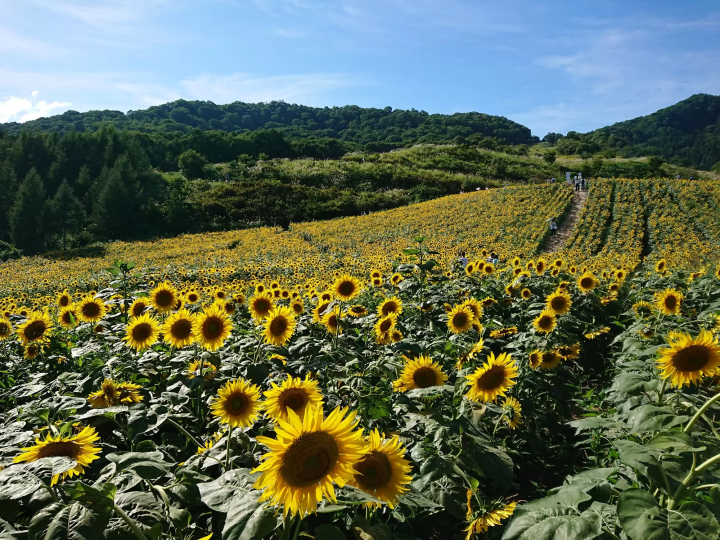昭和紀念公園夏季向日葵風景