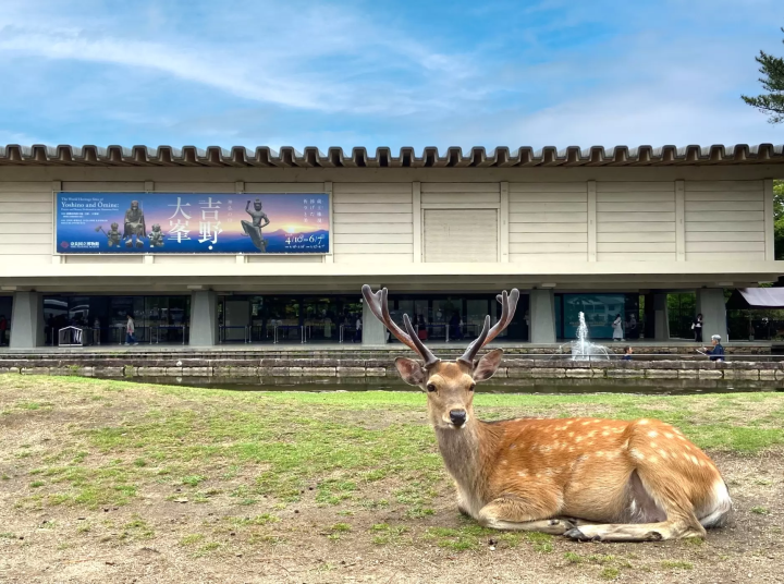 【2026年版】奈良国立博物館「正倉院展」の楽しみ方!見どころや交通等詳しく紹介