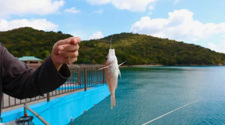 若狭湾海钓:赤栗海钓公园完整指南
