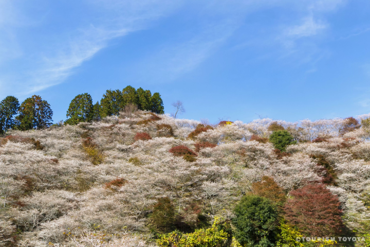 【11月限定 】名古屋から直行 日本の秋 香嵐渓紅葉 満喫の旅!
