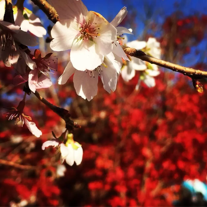 【11月限定 】名古屋から直行 日本の秋 香嵐渓紅葉 満喫の旅!